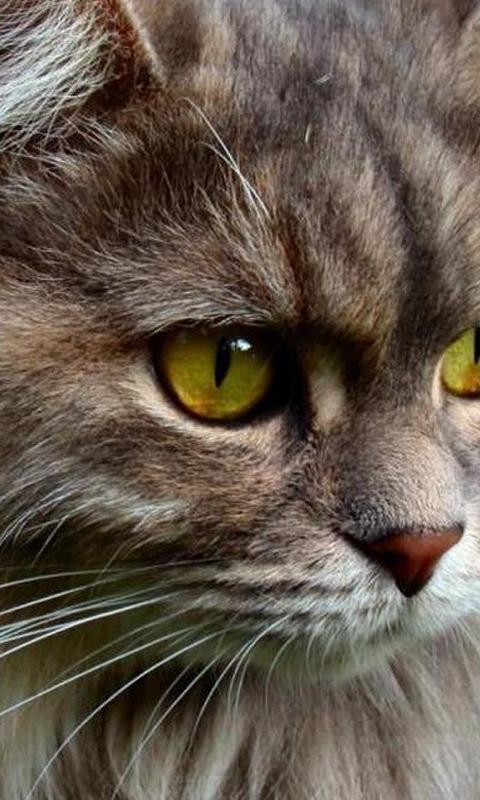Kitten 3d wallpapers