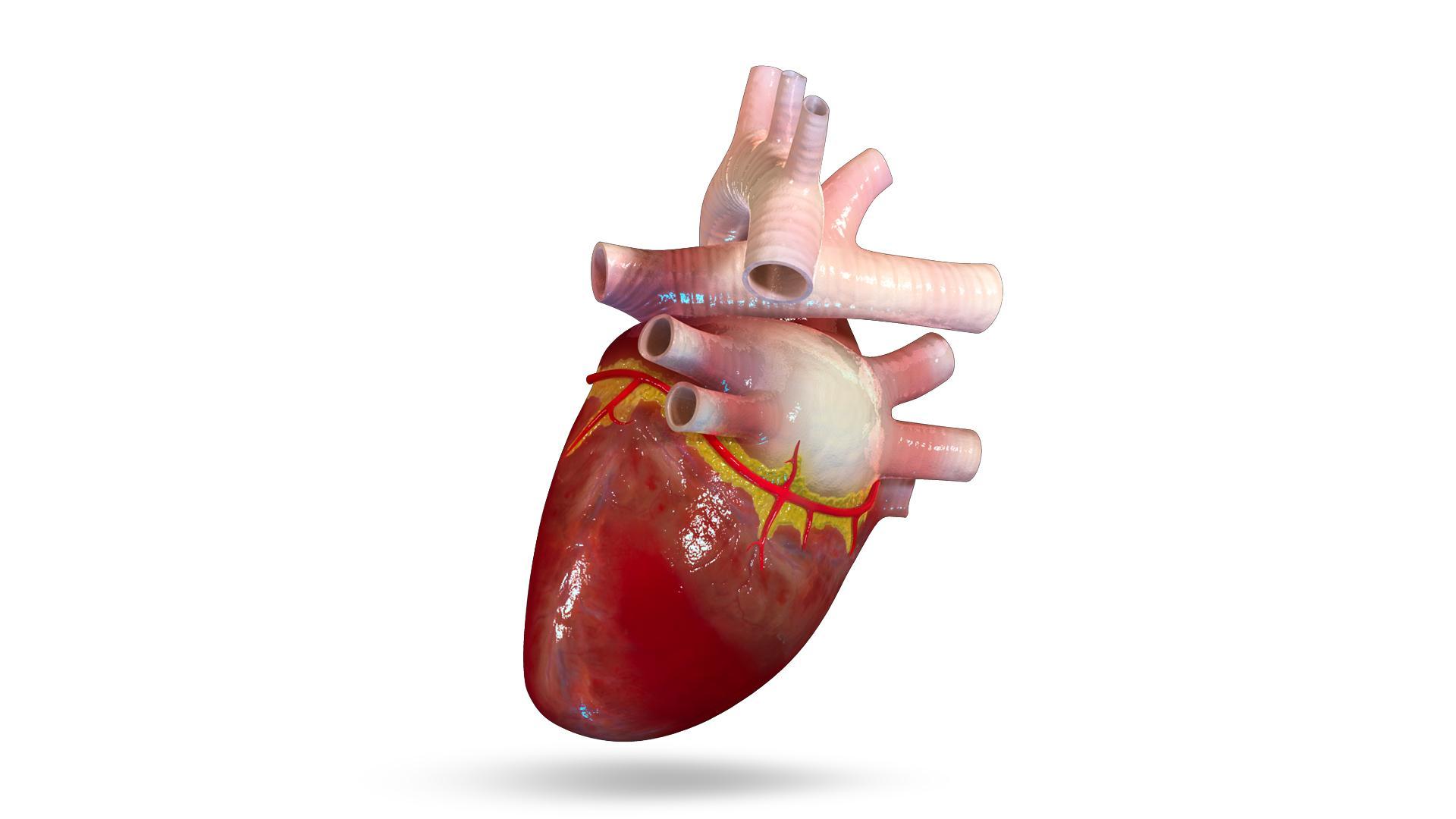 VR Human Heart