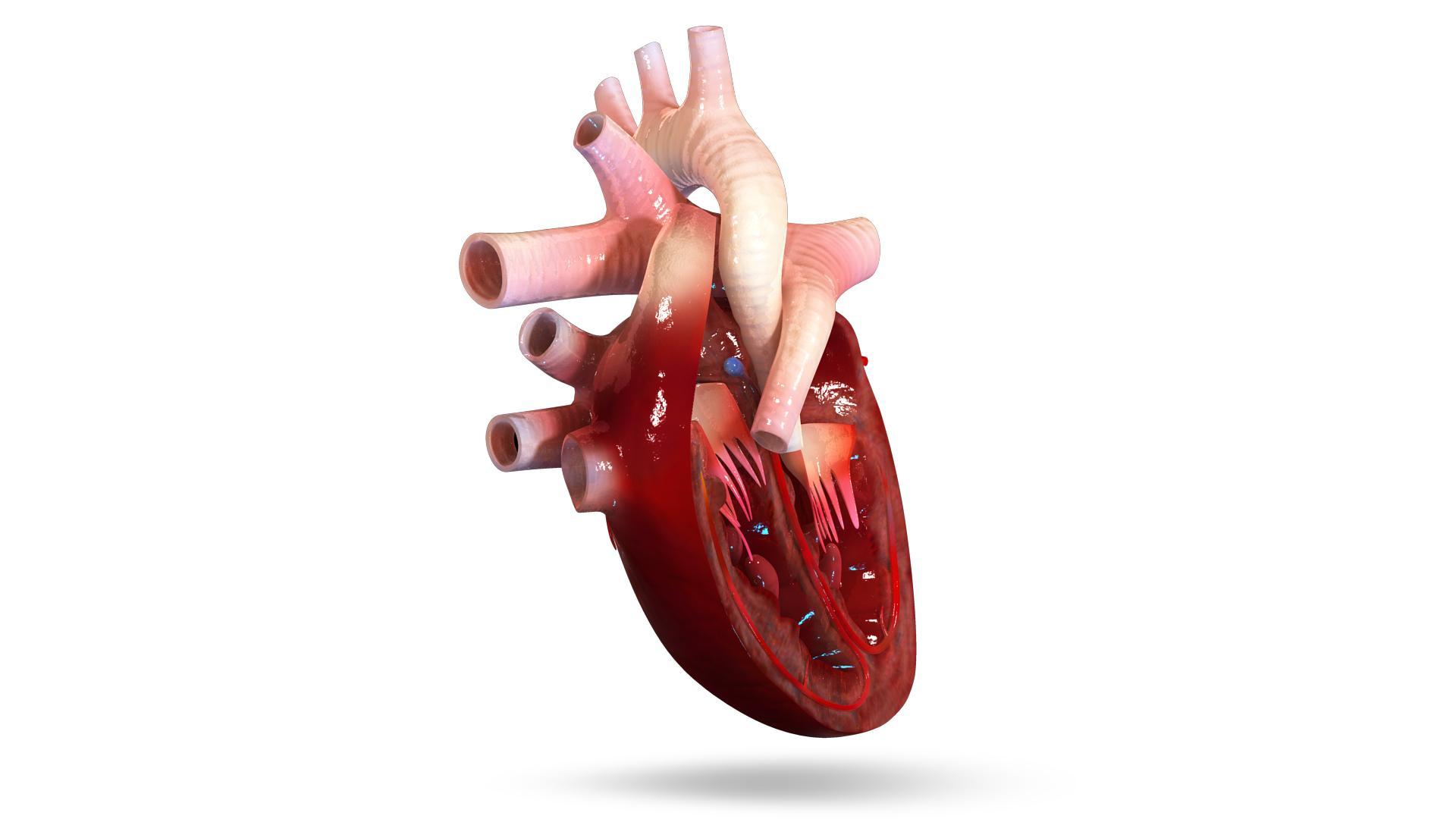 VR Human Heart