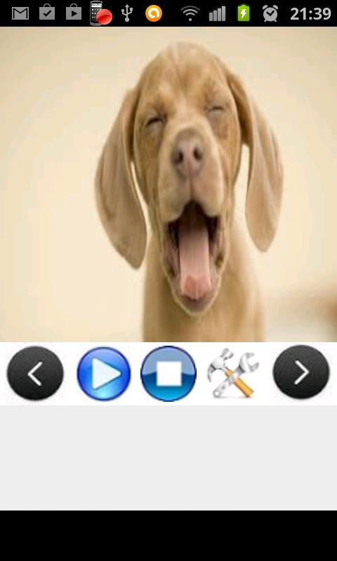 Dog Ringtones