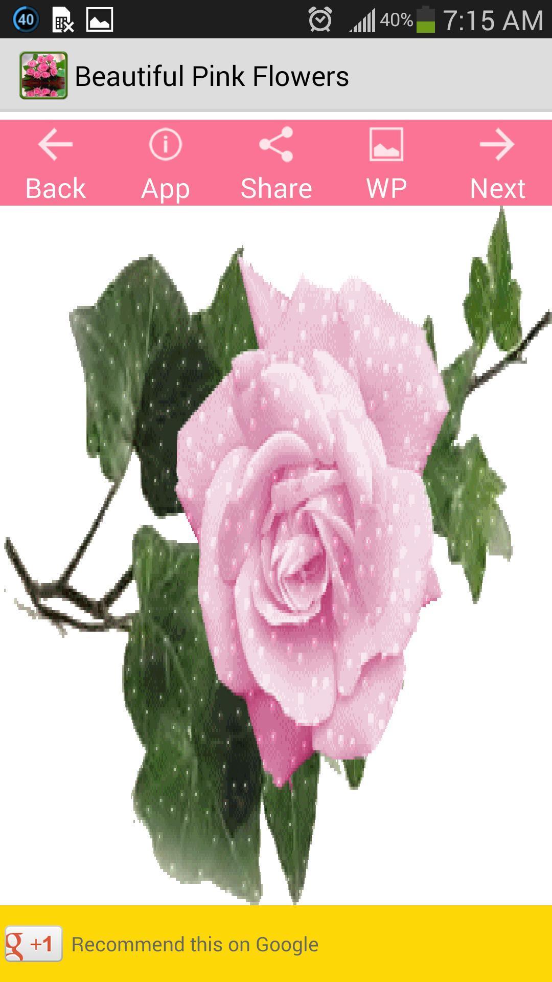 Beautiful Pink Flowers