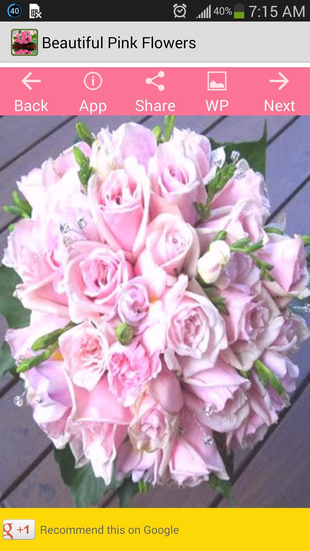 Beautiful Pink Flowers