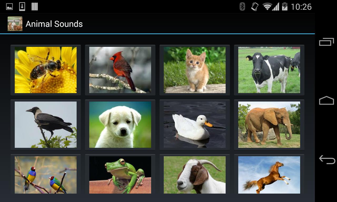 Animal Sounds (4 line display)