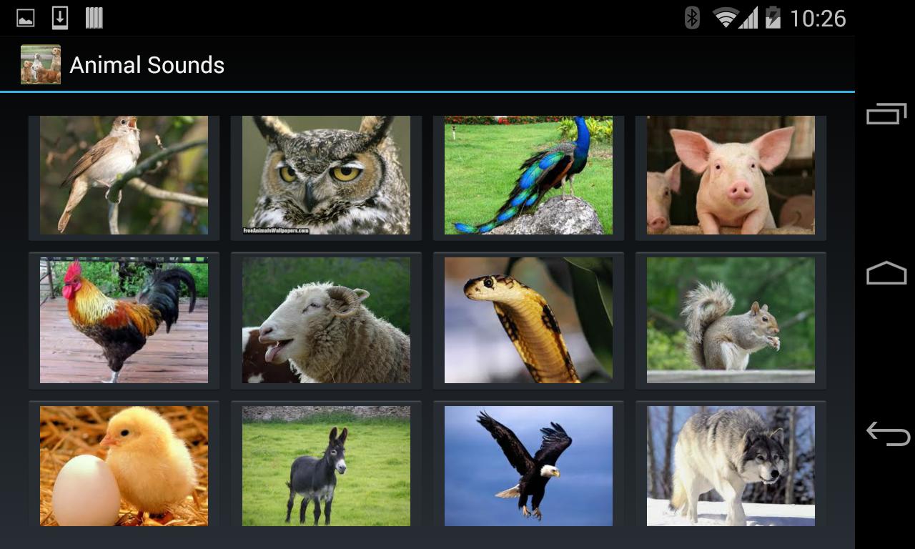 Animal Sounds (4 line display)