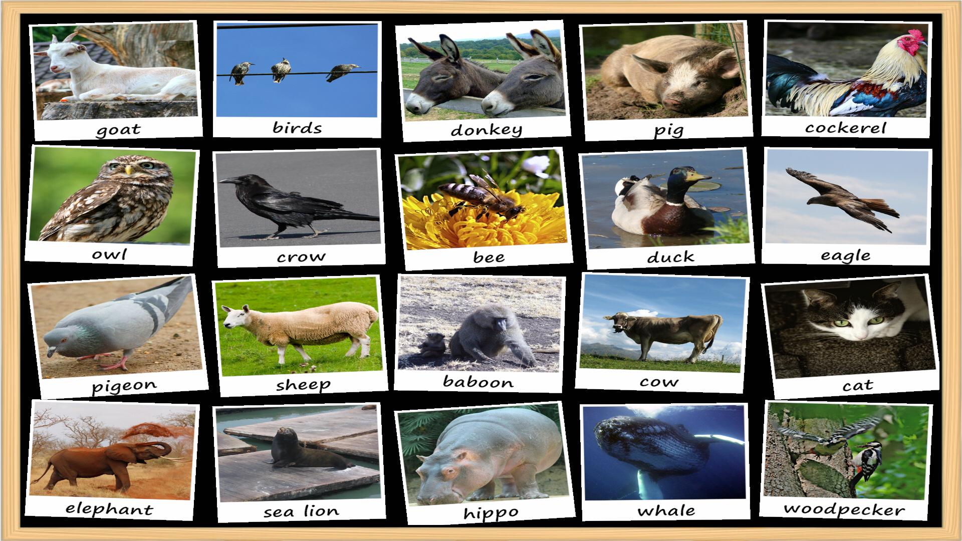 Animal Sounds Soundboard