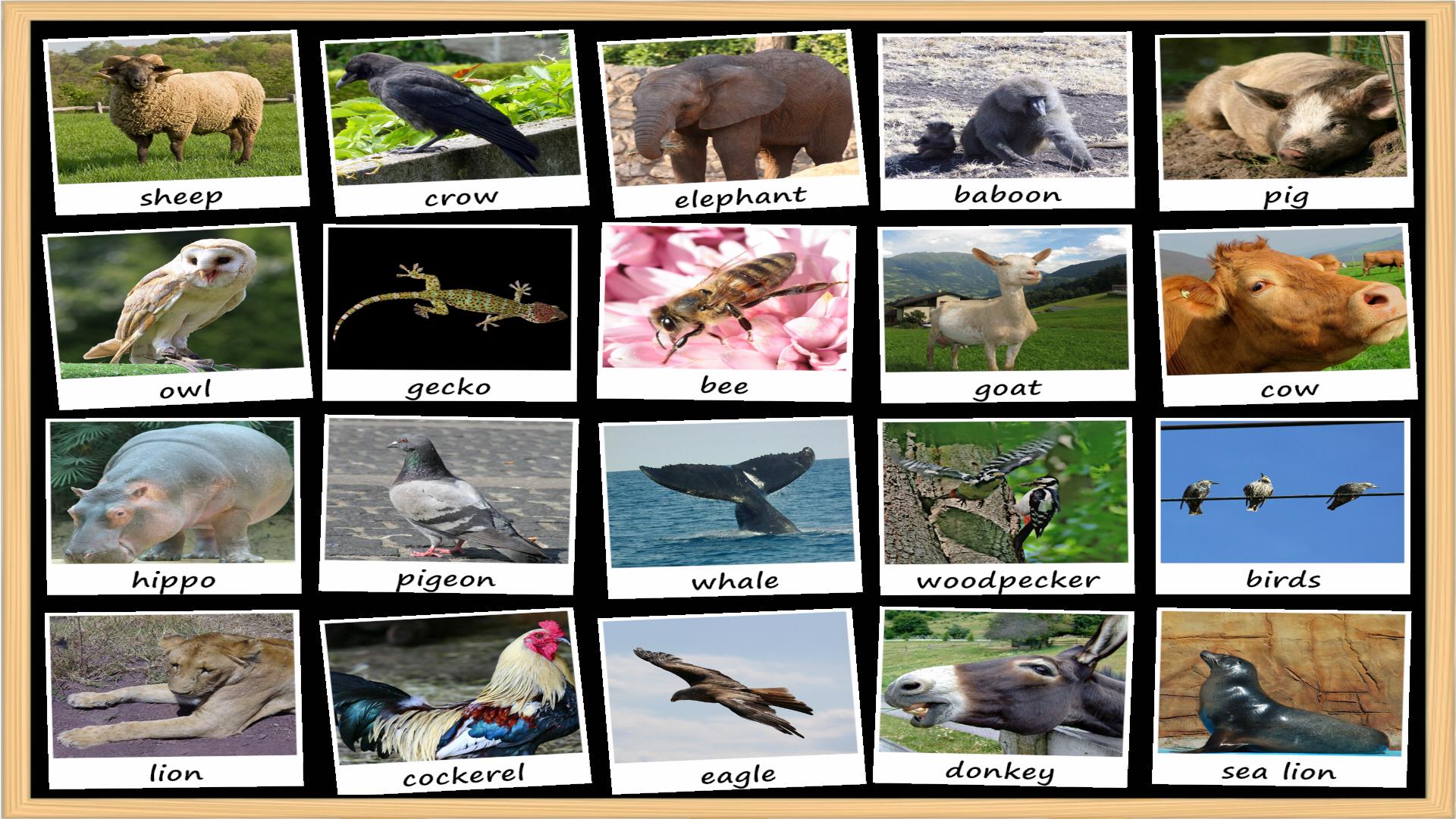 Animal Sounds Soundboard