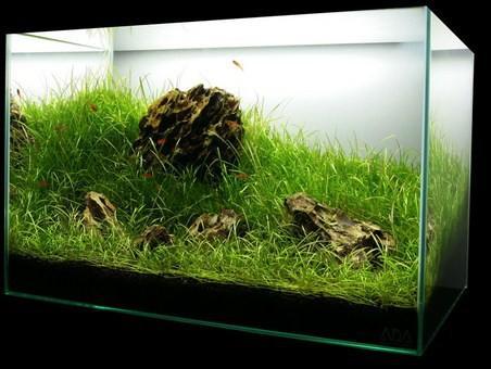 DIY Aquascape Layout