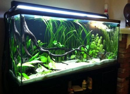DIY Aquascape Layout