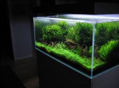DIY Aquascape Layout