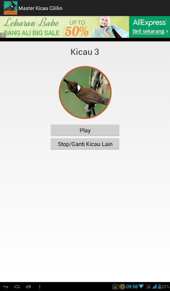 Master Kicau Cililin