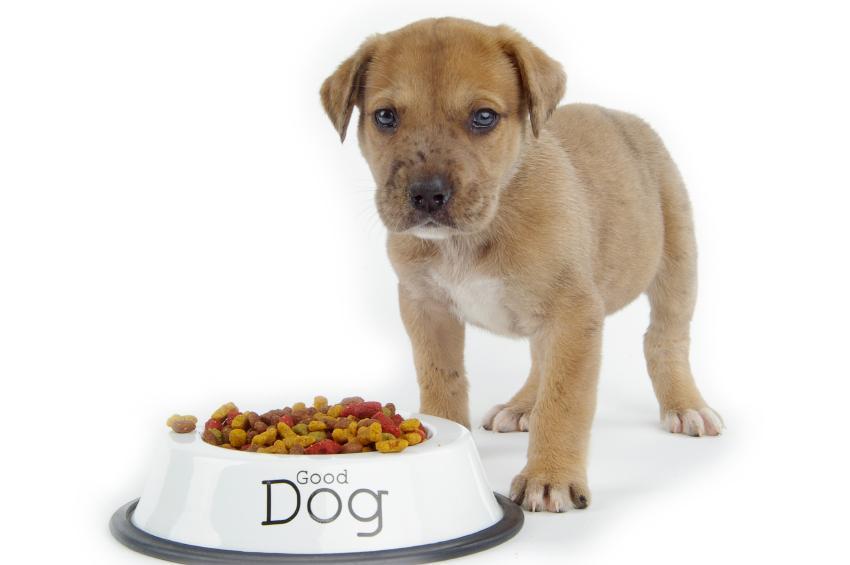 Dog Food Nutrition (Recipes) !