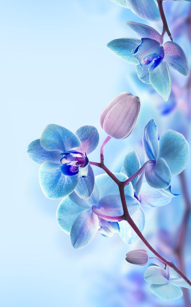 Orchid Live Wallpaper