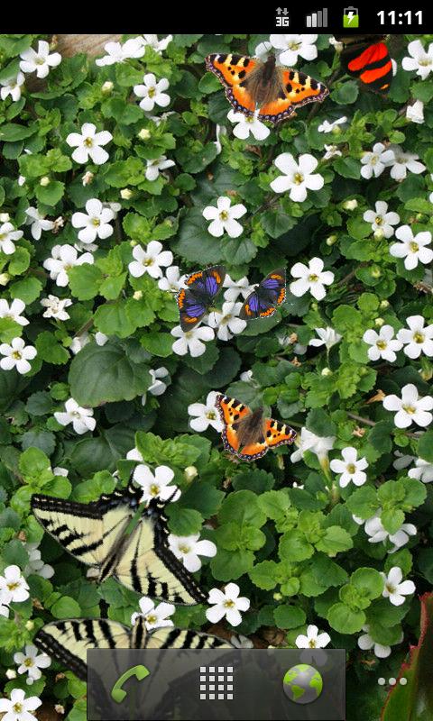 Butterfly Live Wallpaper Free