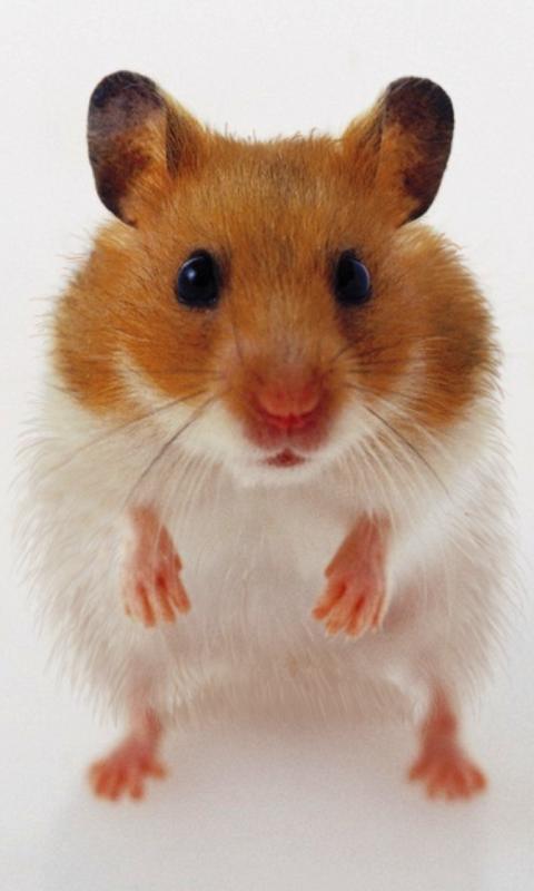 Dog sniffs screen wallpaper