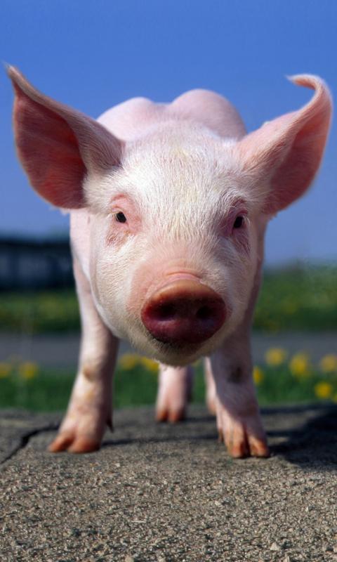 Dog sniffs screen wallpaper