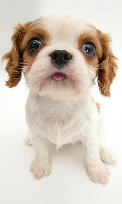 Dog sniffs screen wallpaper