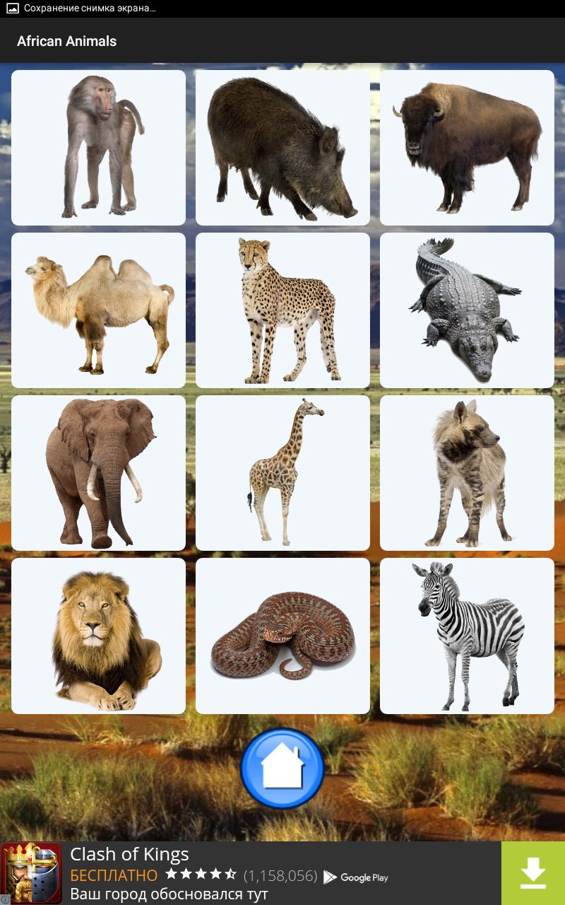 African Animals